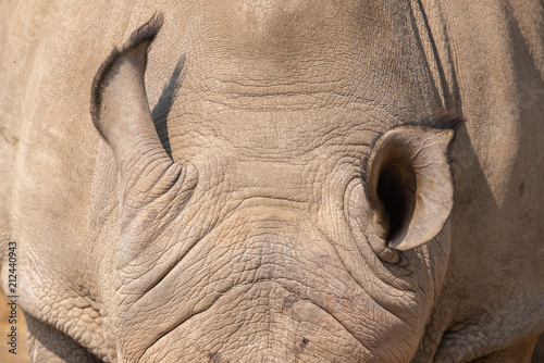 Ears of a white rhinoceros