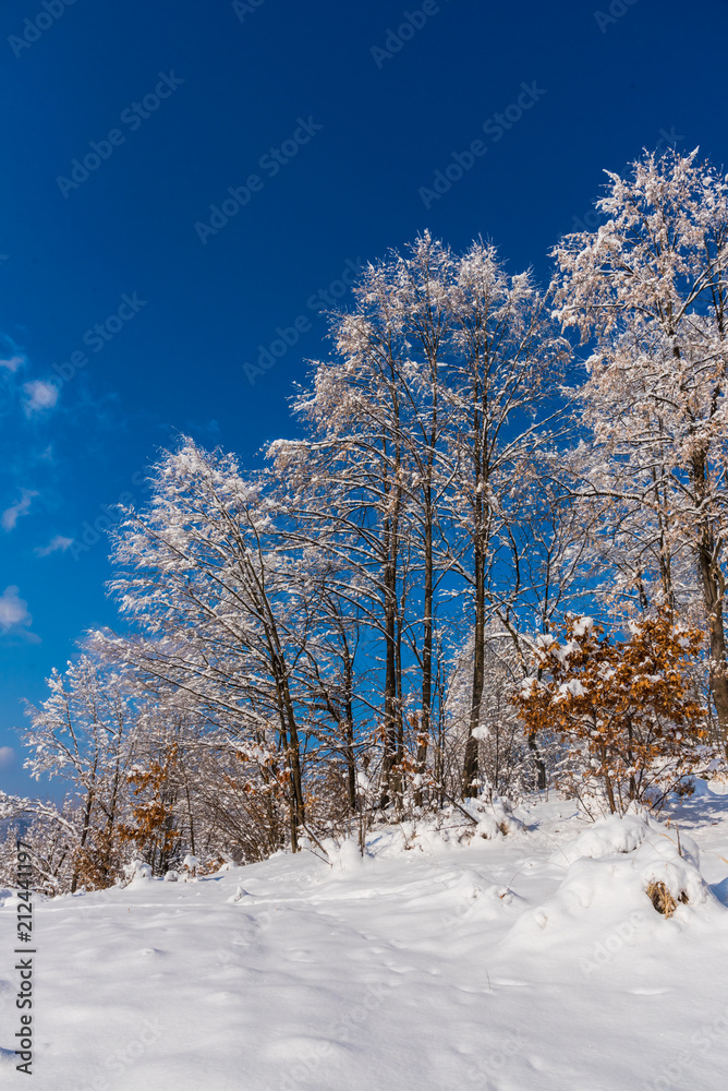 Fototapeta premium Fresh winter snow trees