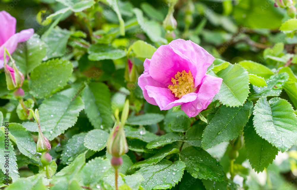 pink blooming dog rose pink blooming dog rose