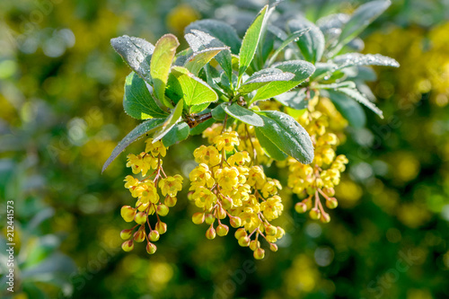 Bild auf Leinwand Barberry yellow flowers in sunlight