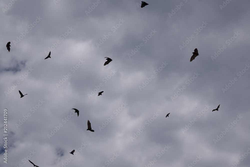 Bats, flying fox, Africa