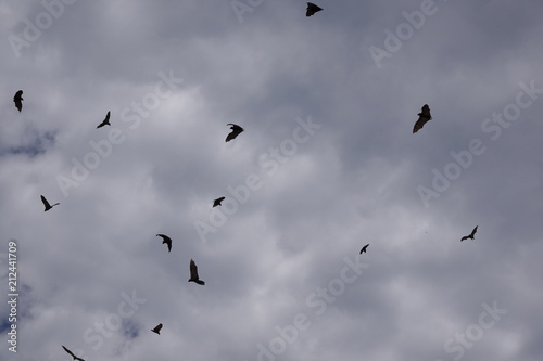 Bats, flying fox, Africa