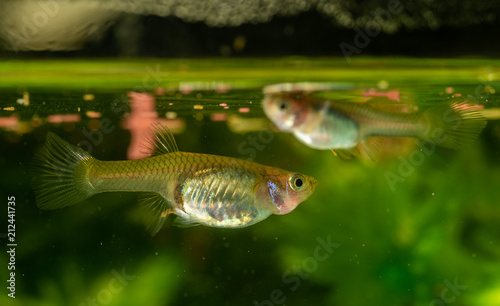 Several of guppy in aquarium. Selective focus with shallow depth of field.