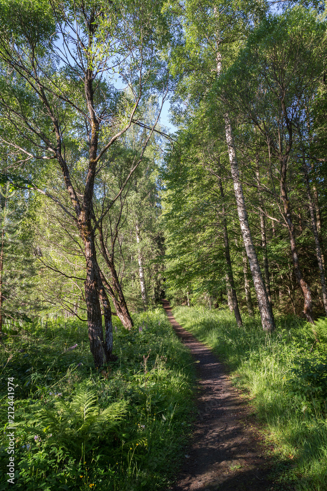 Obraz premium Trees, plants and a footpath in a lush and verdant forest at the Aulanko nature reserve in Hämeenlinna, Finland, on a sunny morning in the summer.