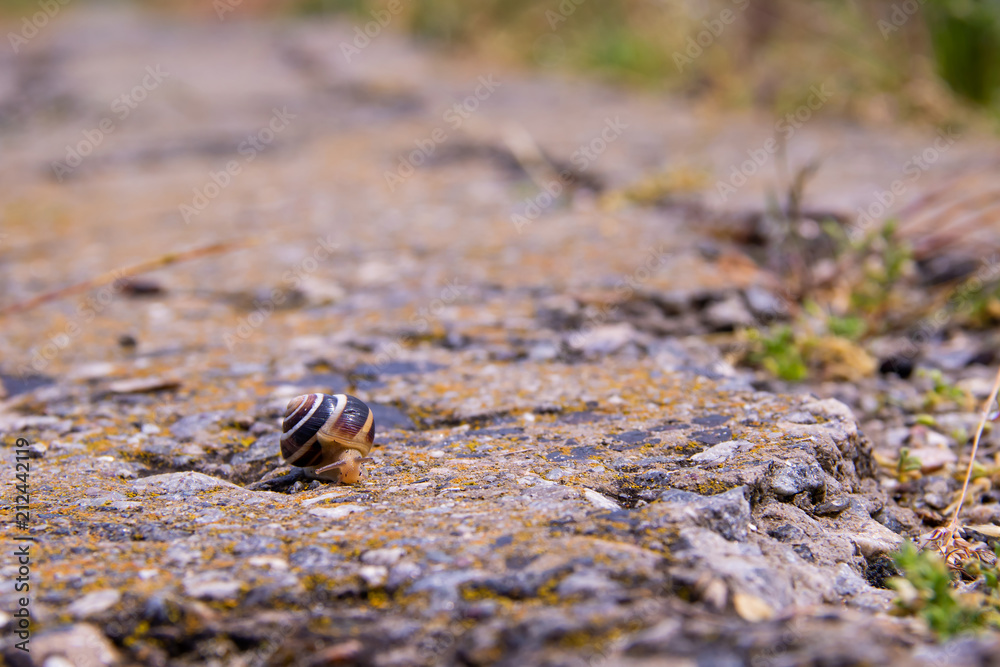 Small snail is crawling along old road with green grass Small snail is crawling along old road with green grass