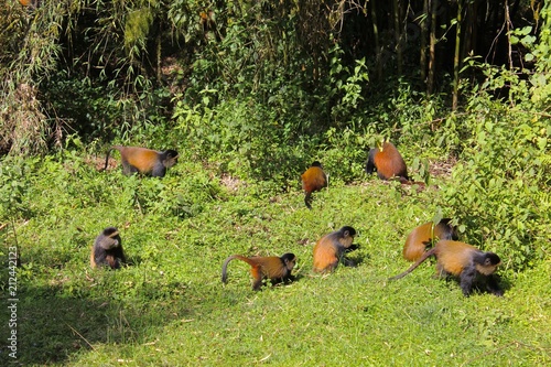 Golden Monkey, endangered Spezies, Rwanda