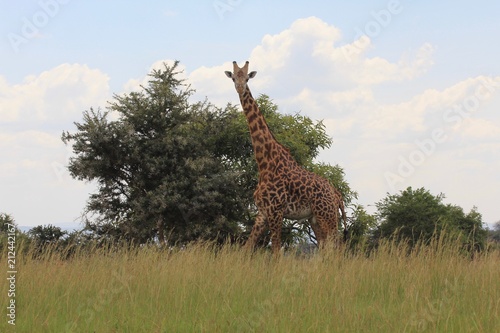 Giraffe  Masai Giraffe  Serengeti