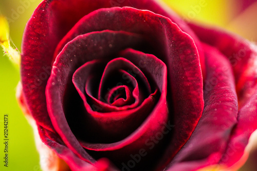 Red rose in the garden close up