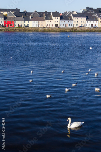 Swan and Seagulls swimming in Corrib river
