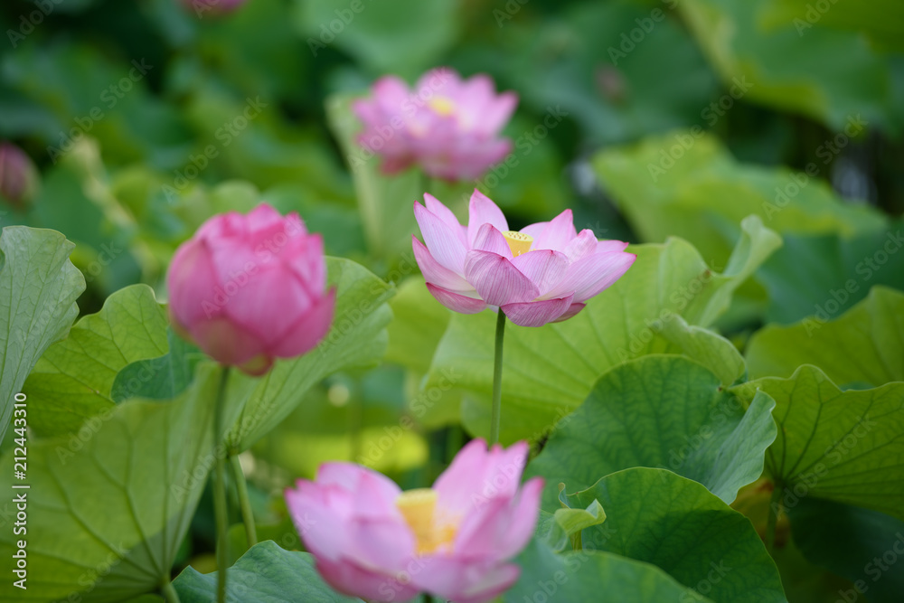 蓮の花 蓮の花