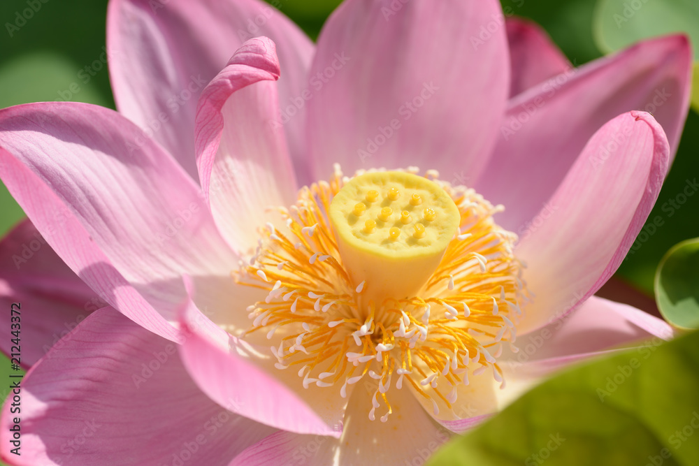 蓮の花