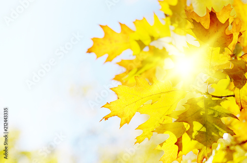 Yellow and Red maple leaves during fall season against sunny blue sky