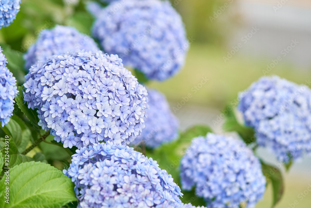 Closeup of green hydrangea (Hydrangea macrophylla) are blooming in spring and summer at a town garden. The Japanese call this Closeup of green hydrangea (Hydrangea macrophylla) are blooming in spring and summer at a town garden. The Japanese call this