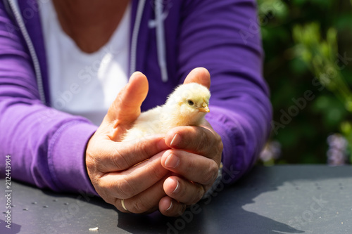 Yellow chick in hands of a woman wearing a purple vest and a white shirt on a grey table photo