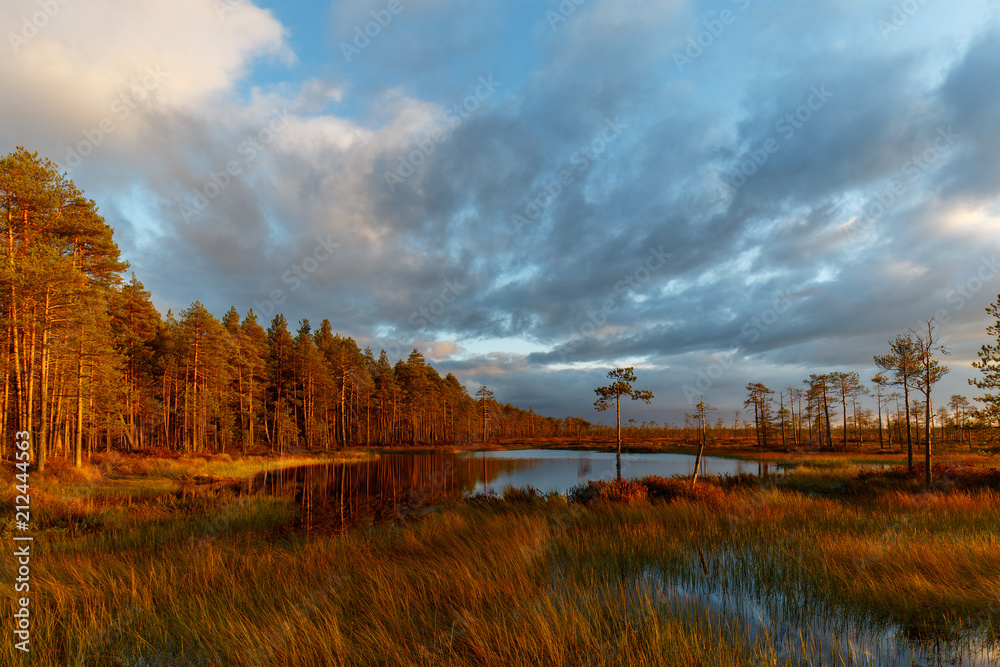 Autumn landscape in pines forest near the north swamp