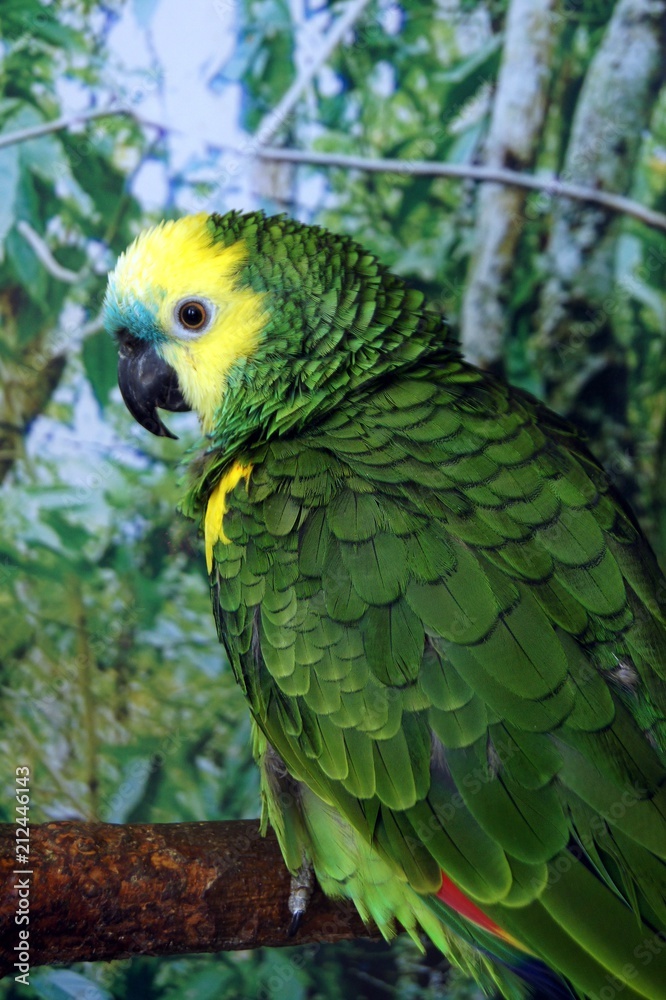 Obraz premium blue-fronted amazon