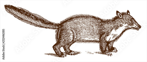 Weasel marten with erected tail in profile view. Illustration after antique woodcut engraving from 16th century