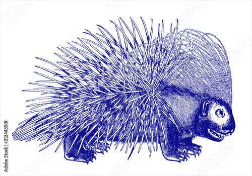 Crested porcupine hystrix cristata in profile view. Illustration after antique woodcut engraving from 16th century