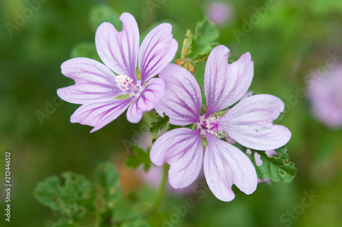 Macro photo of Malva sylvestris