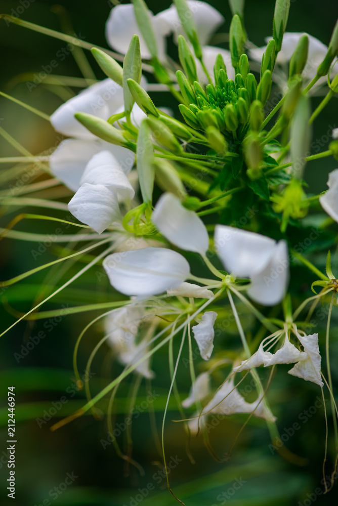 Fototapeta premium Garden flowers