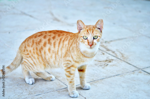 Portrait of beautiful ginger cat.