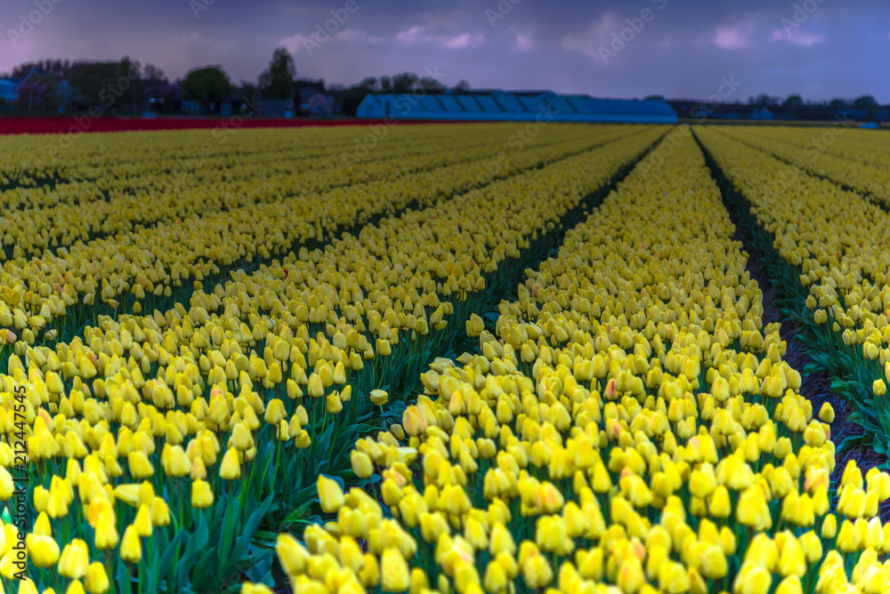 Tulips field in Holland Tulips field in Holland