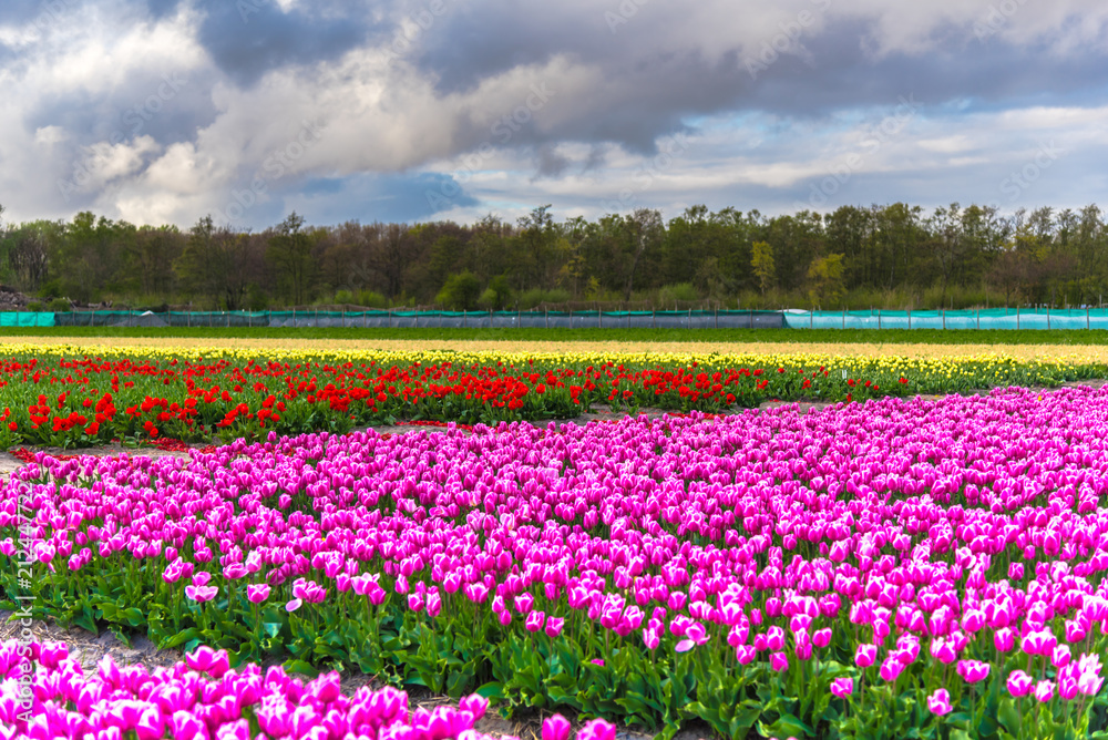 Tulips field in Holland Tulips field in Holland