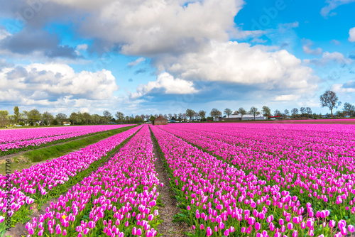 Wallpaper Mural Tulips field in Holland Torontodigital.ca