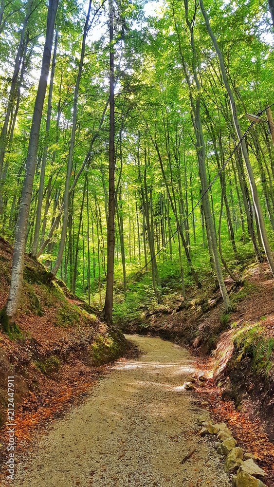 Obraz premium green heaven