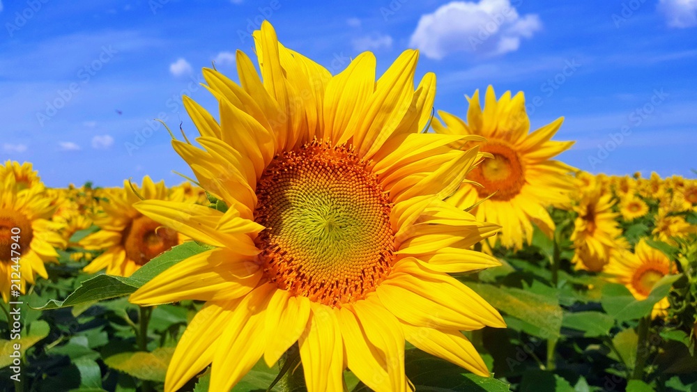 sunflower field 2.0