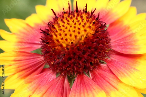 orange flower