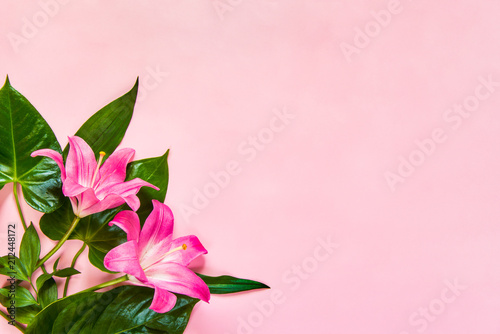 Flat lay of lilium flowers and green leaves over pink backgroung. Copy space.
