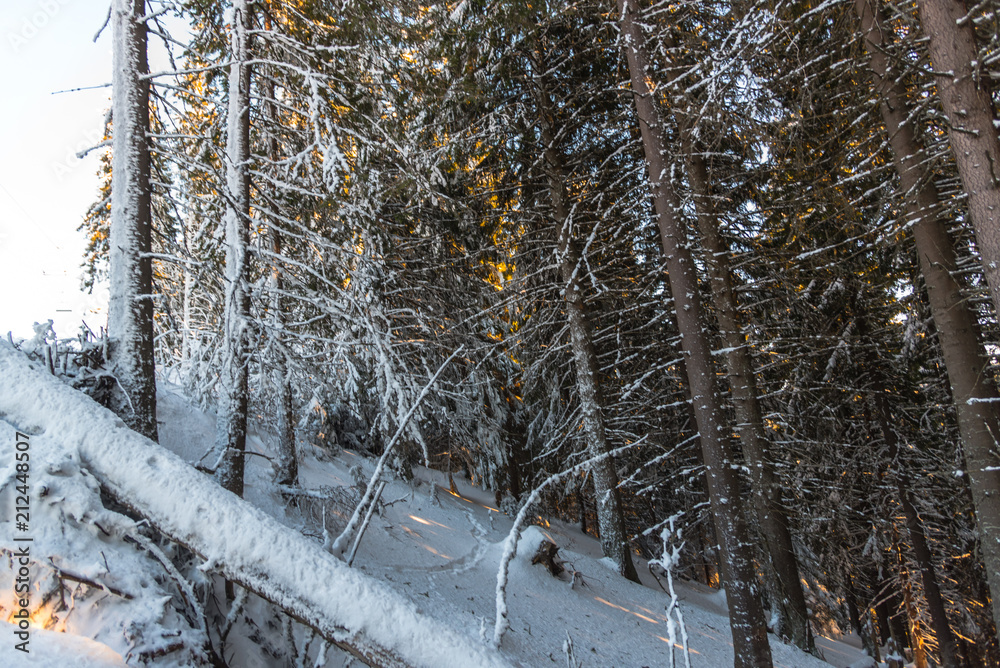 Fototapeta premium Winter landscape