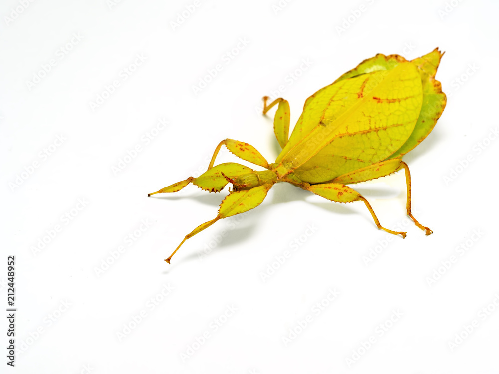Phyllium philippinicum, aka Leaf Insect is an insect in the order of