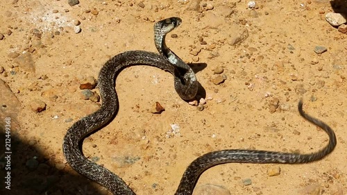 Cobra close-up. Snake farm in Sri Lanka.