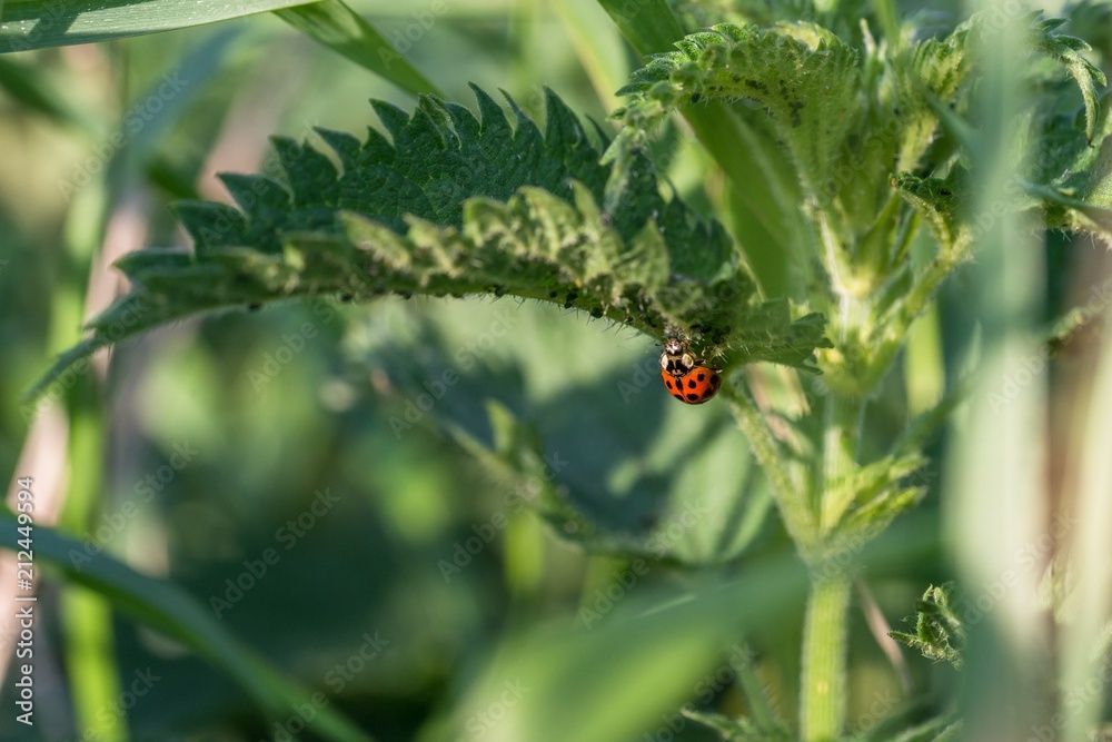 Fototapeta premium czerwona biedronka z czarnymi plamami na pokrzywie