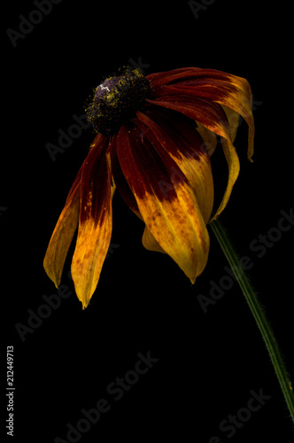 Yellow Rudbeckia flowers close-up photo