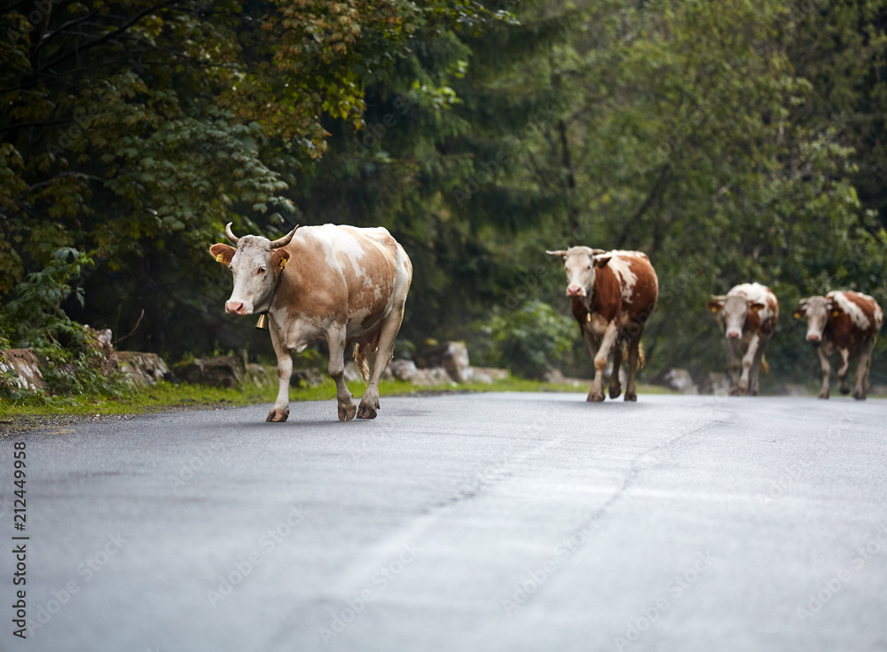 Cows walking on the road Cows walking on the road