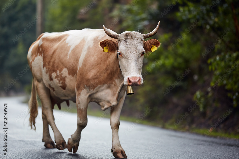 Portrait of a cow on the road