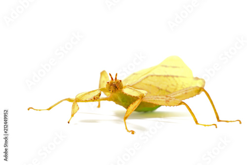 Phyllium philippinicum, aka Leaf Insect is an insect in the order of stick insects, phasmida, that looks like a leaf and can be kept as a pet.