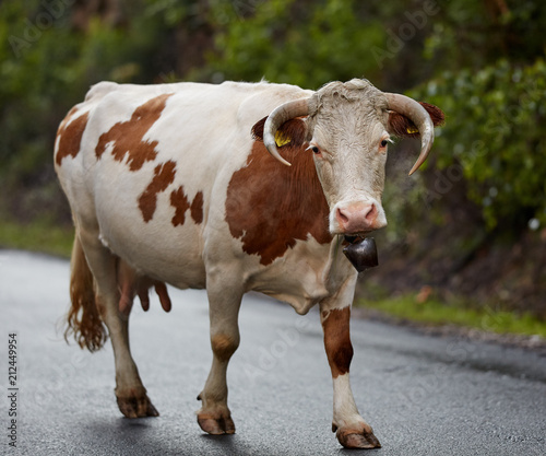 Portrait of a cow on the road