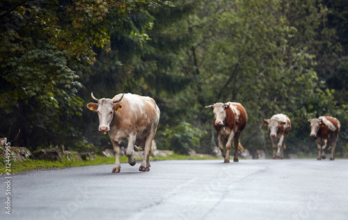 Cows walking on the road