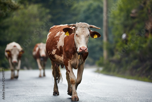 Cows walking on the road