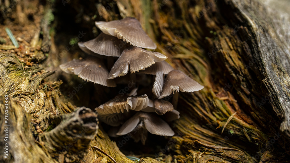 Fototapeta premium mushrooms on the tree in the autumn forest