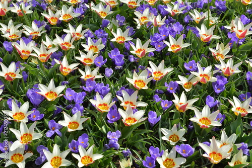 Field of white and yellow tulips and blue crocus in the garden Keukenhof Netherlands forming mosaic