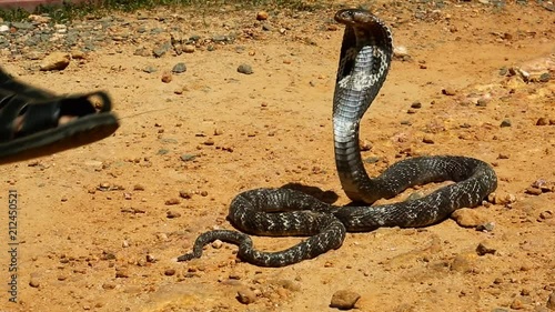 Cobra close-up. Snake farm in Sri Lanka.