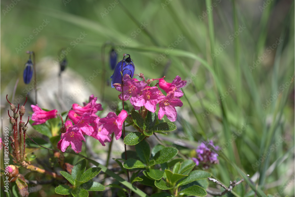 Alpenrose beim blühen Alpenrose beim blühen