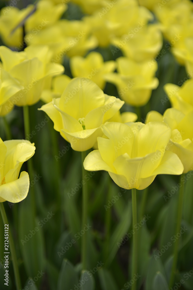 Path of yellow tulips with green leaves and stalks in the garden Keukenhof Netherlands Path of yellow tulips with green leaves and stalks in the garden Keukenhof Netherlands