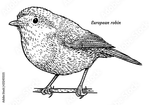 European robin, Erithacus rubecula illustration, drawing, engraving, ink, line art, vector