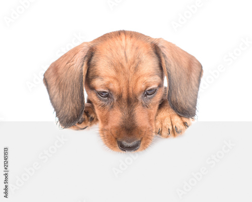 dachshund puppy above white banner looking down. isolated on white background